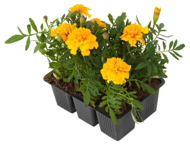 Рассада цветов Бархатцы мелкоцветковый Тепличный комбинат, 6 шт