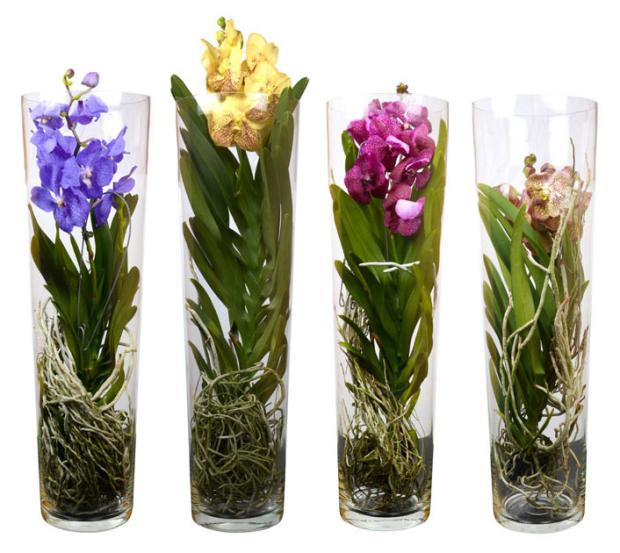 

Орхидея Ванда Цветы Московского в вазе, h 70 см