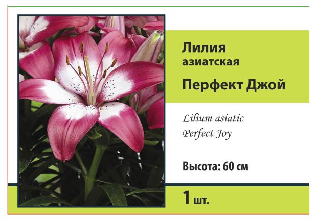 

Луковицы Поиск Лилия азиатская Перфект Джой, 1 шт