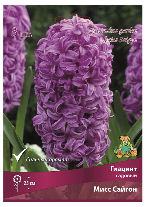 

Гиацинт Поиск Мисс Сайгон, 3 шт