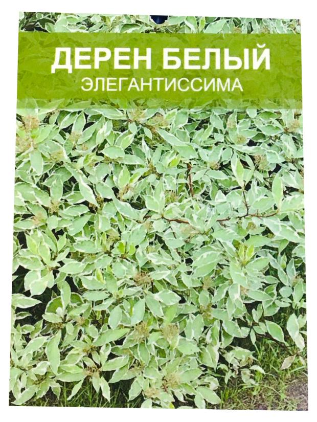 

Саженцы Nali Дерен белый элегантиссима
