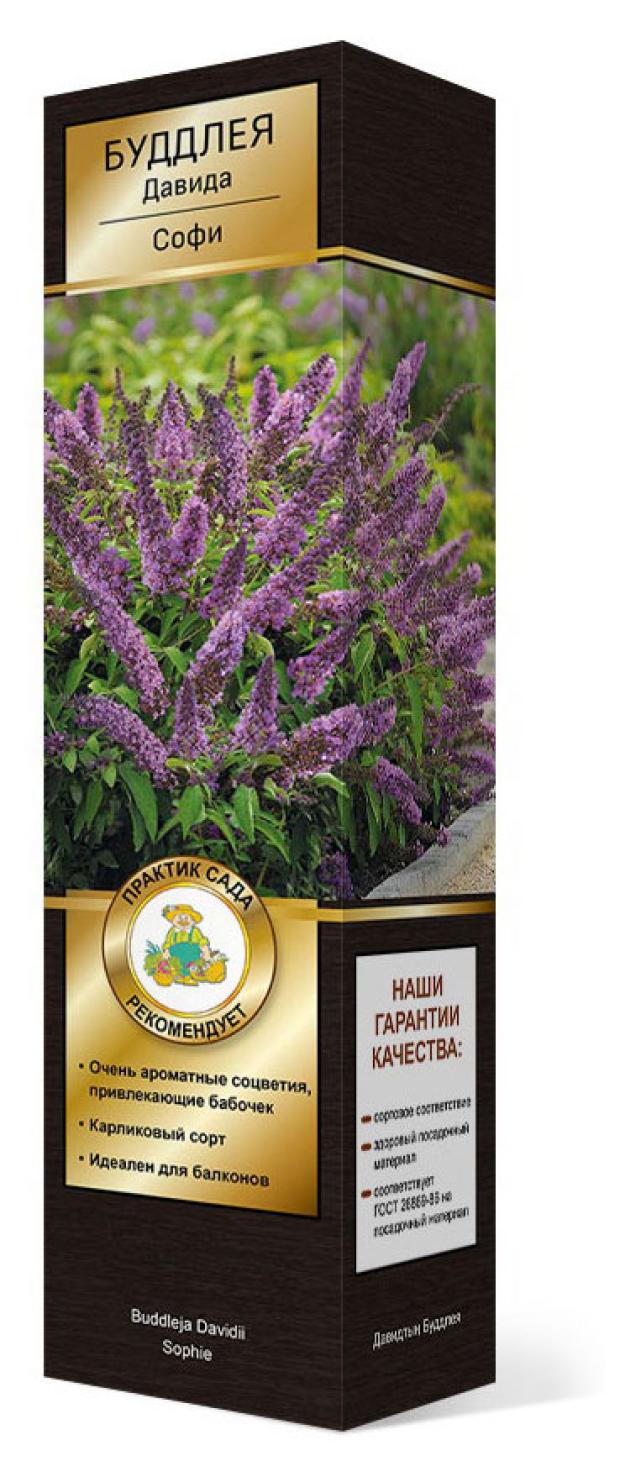 

Саженцы Поиск Буддлея Давида, 1 шт