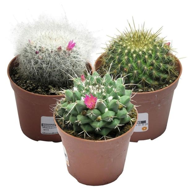 

Кактус Маммилярия, d 8,5 h 10 см