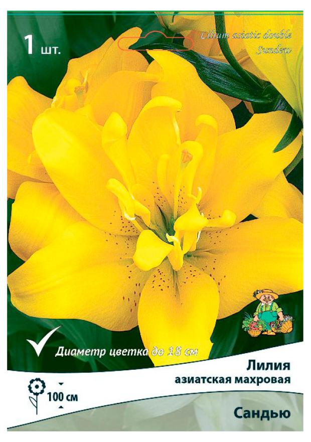 

Луковицы Поиск Лилия азиатская Сандью, 1 шт