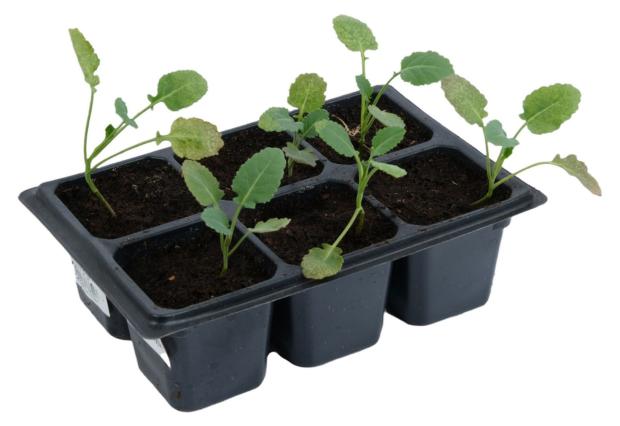 

Рассада ЕТК Капуста брокколи, 6 шт