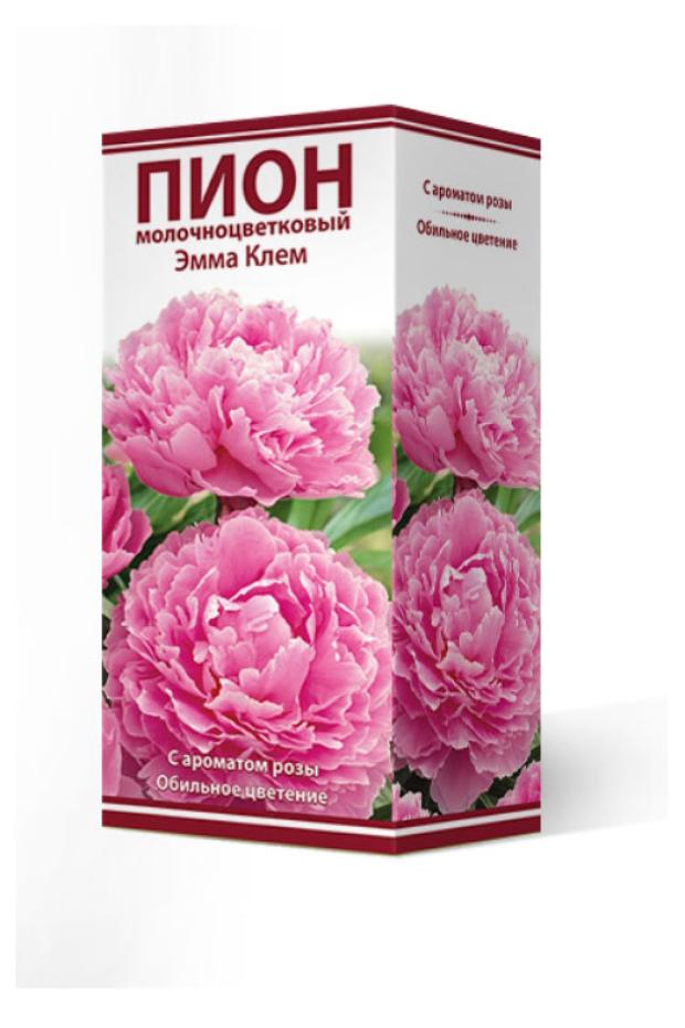 

Луковицы Поиск Пион молочно-цветковый травянистый Эмма Клем серия Классик, 1 шт