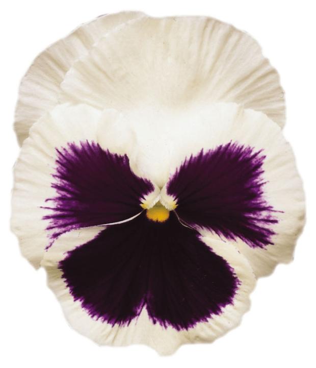 

Виола Калужский цветочный холдинг моноцветковая в кассете, 6 ячеек