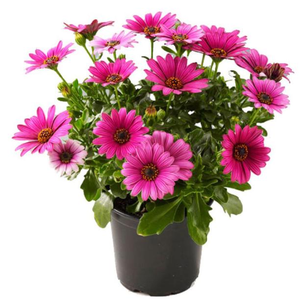 Рассада Остеоспермум ИП Хаустов Б.И. в горшке, d 12 см