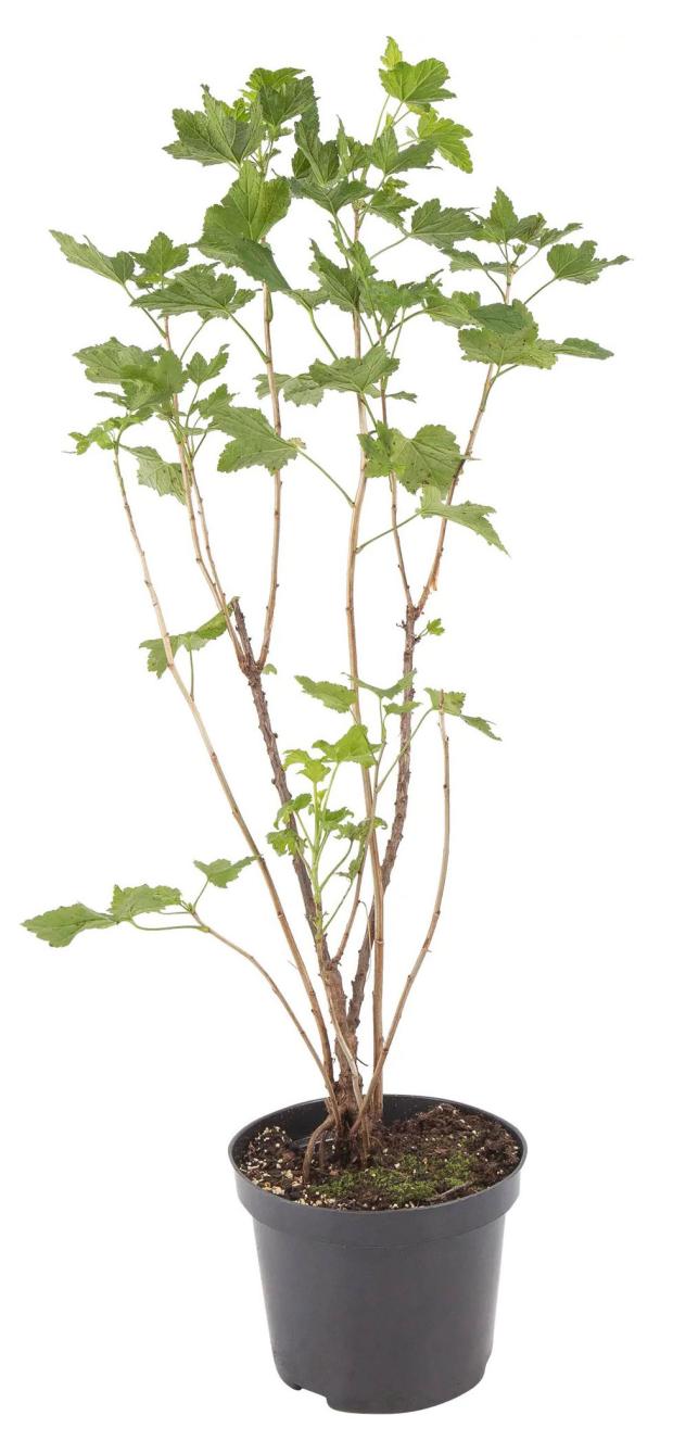 

Смородина черная PlantMarket Гулливер, С3-С4