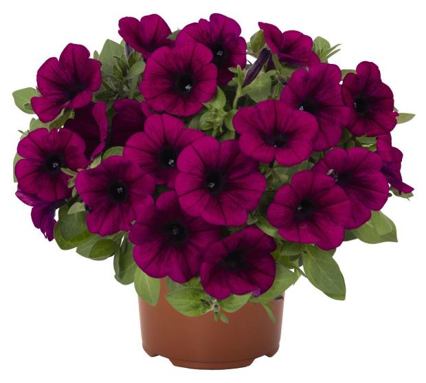 

Рассада цветов Петуния ЕТК Lightning Sky, d 12 см