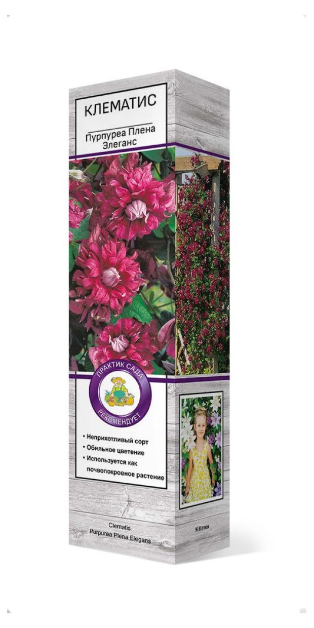 

Клематис ботанический Поиск Пурпуреа Плена Элеганс, С2