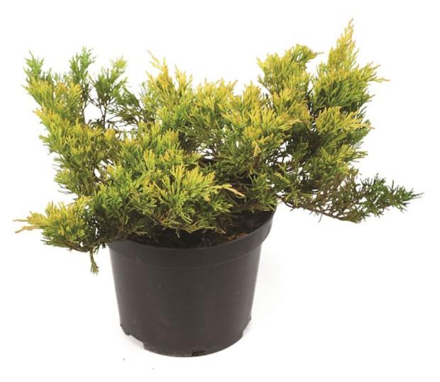 Саженцы Можжевельник горизонтальный PlantMarket Лаймглоу С1, 1 шт