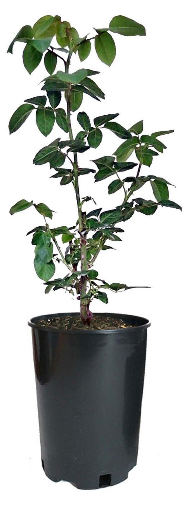 

Саженцы Роза флорибунда PlantMarket Акрополис С4, 1 шт
