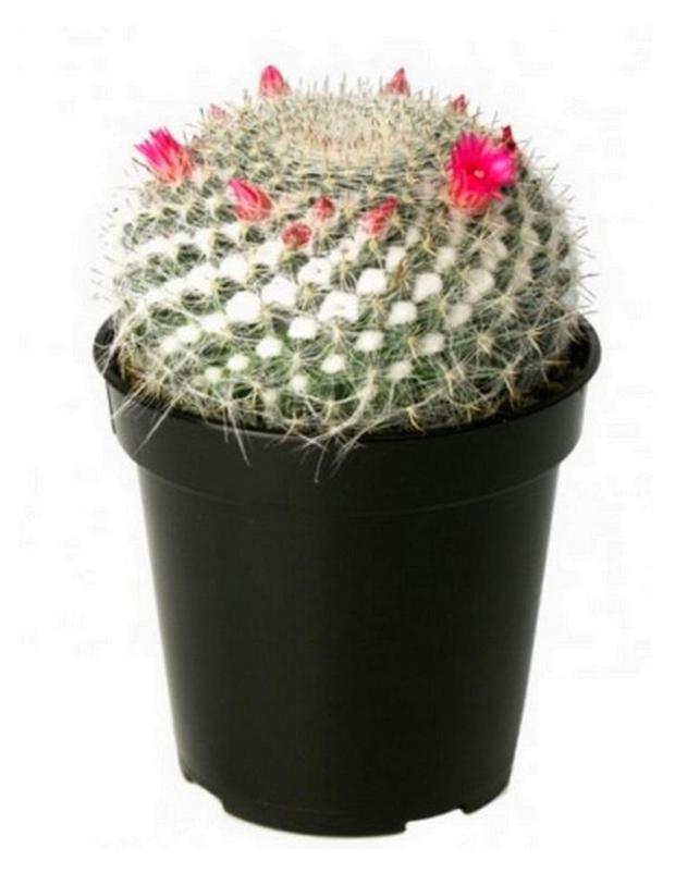 Кактус Маммиллярия Плумоза d 85 h 10 см 419₽