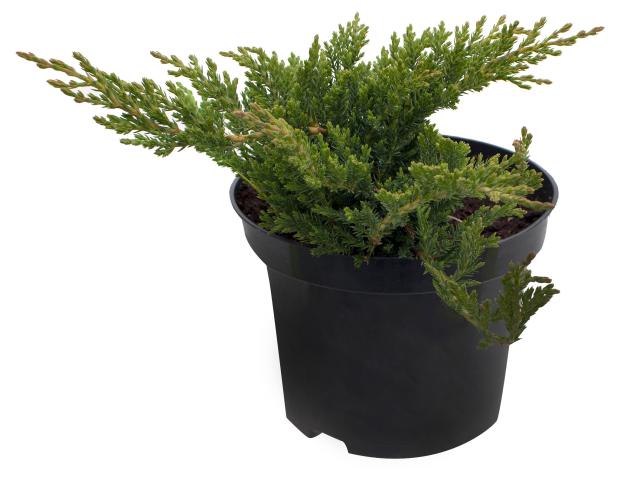 

Саженцы Можжевельник горизонтальный PlantMarket Принц Уэльский C1.5, 1 шт