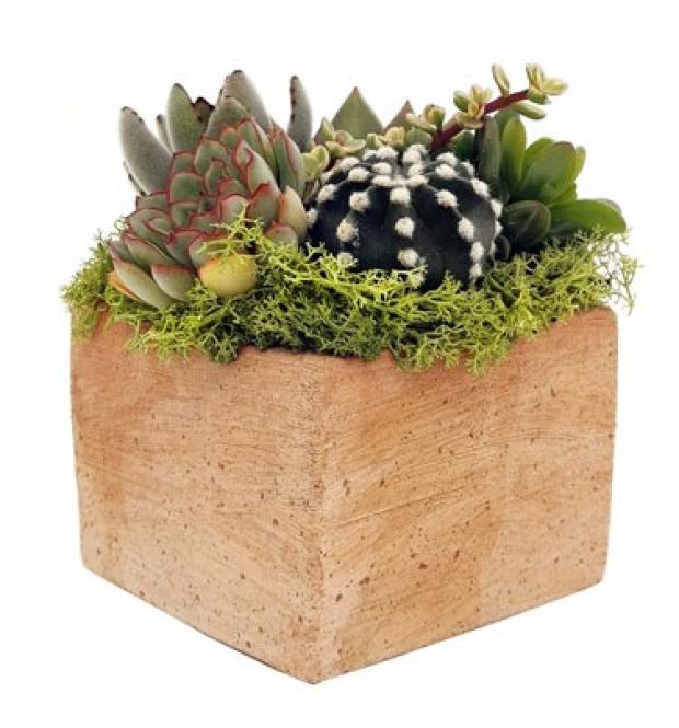 Композиция микс кактус/суккулент в горшке (глиняный куб), d 13 h 17 см
