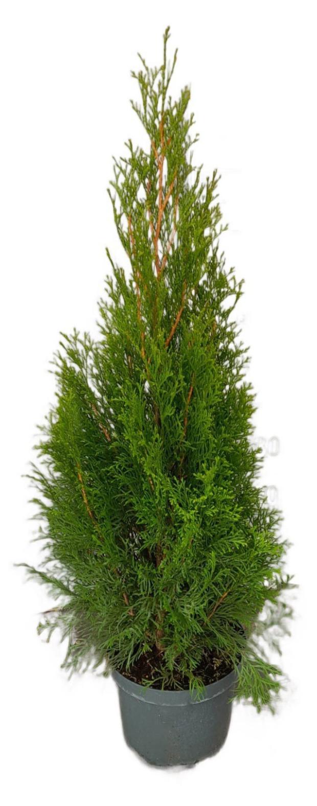 

Саженцы Туя Холмстрап, d 13 h 40 см