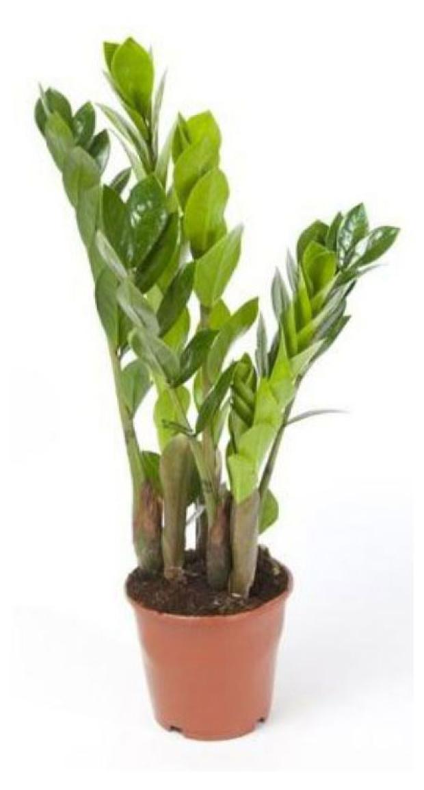 

Замиокулькас в горшке, d 17 h 60 см