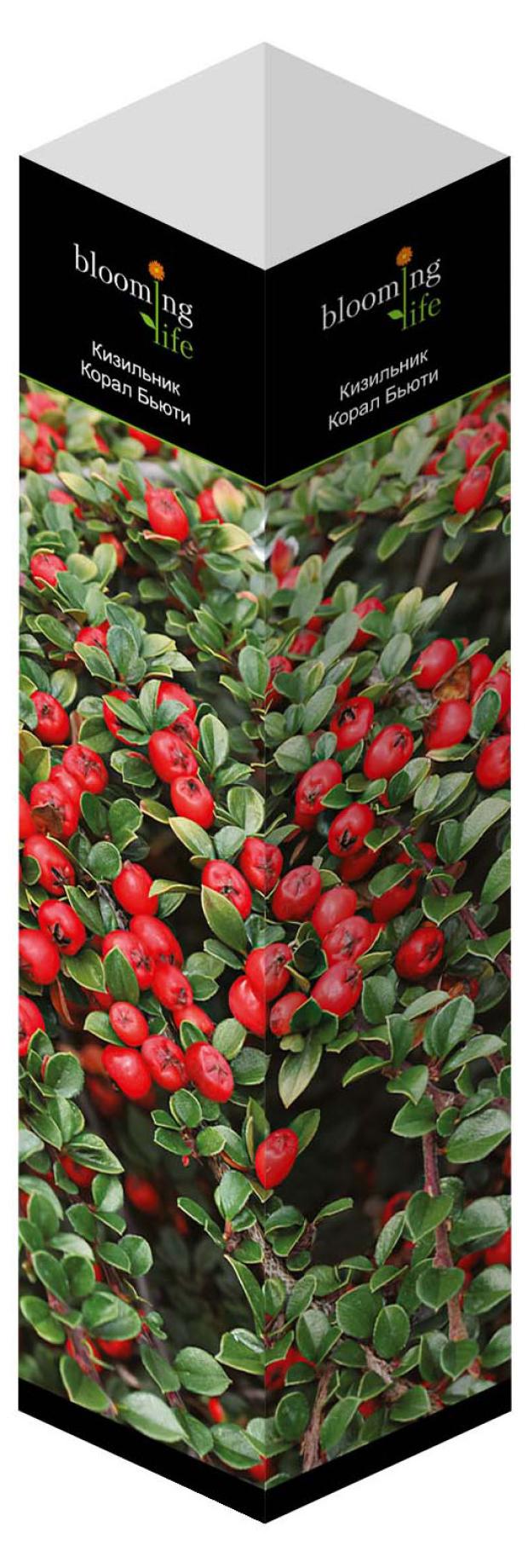 

Саженцы Флора групп Кизильник Корал Бьюти C1, 1 шт