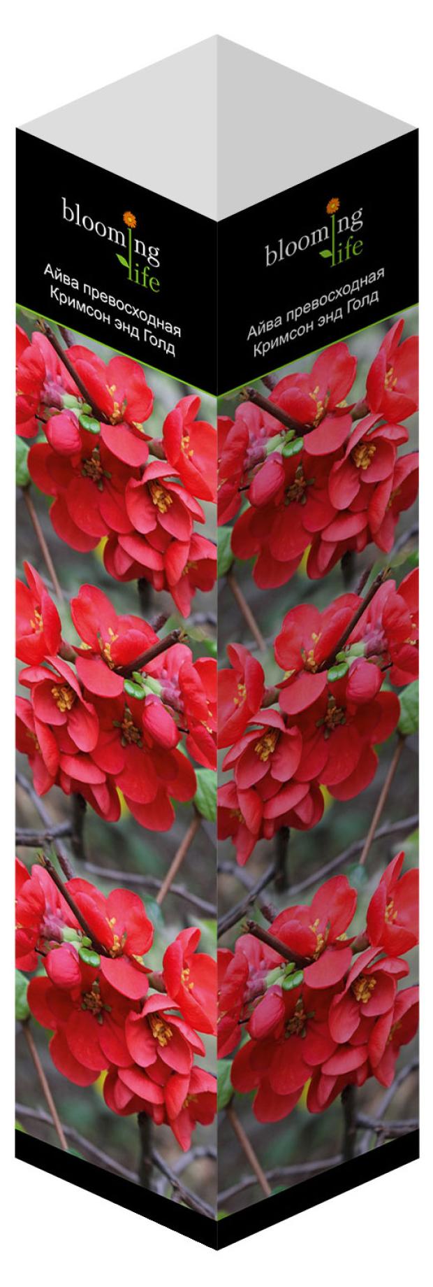 Саженцы Флора групп Айва превосходная Кримсон энд Голд C1, 1 шт