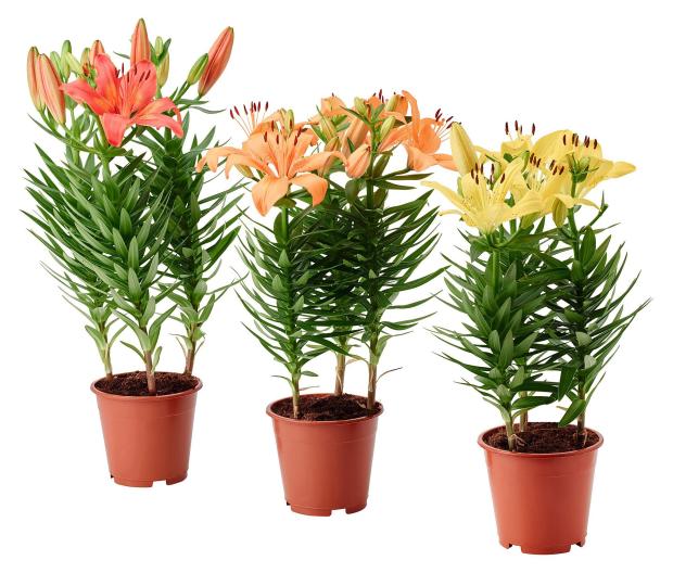 

Рассада Лилия ЕИС Логистик в горшке, Р11