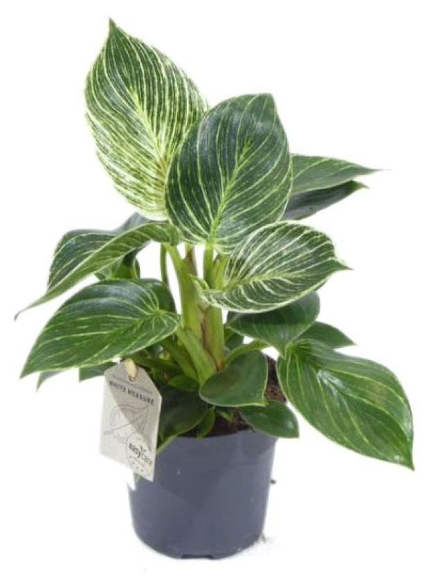 Филодендрон Биркин зебра в горшке, d 12 h 25 см