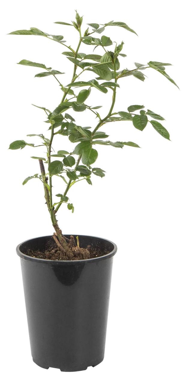 

Саженцы Роза плетистая PlantMarket Компассион в горшке С4, 1 шт
