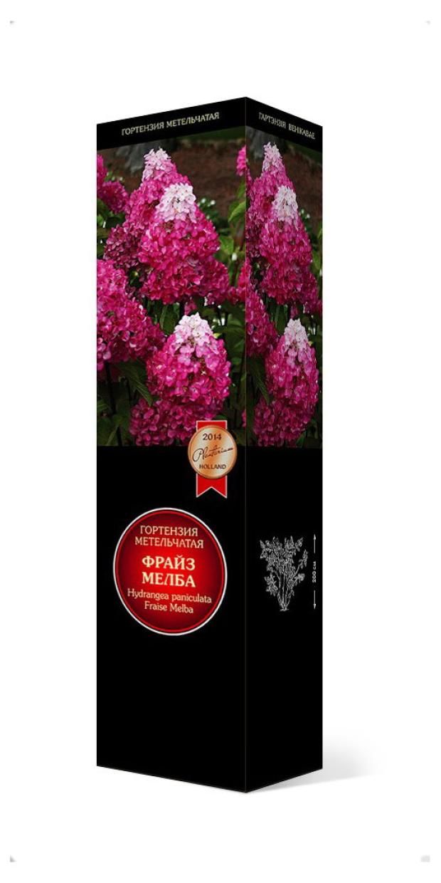 

Гортензия метельчатая Поиск Фрайз Мелба, С3