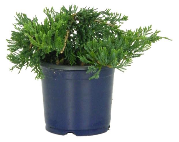 

Саженцы Можжевельник горизонтальный PlantMarket Вилтони, С1 h 20-25 см