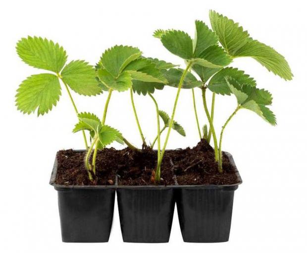 

Рассада Земляника садовая, 6 шт