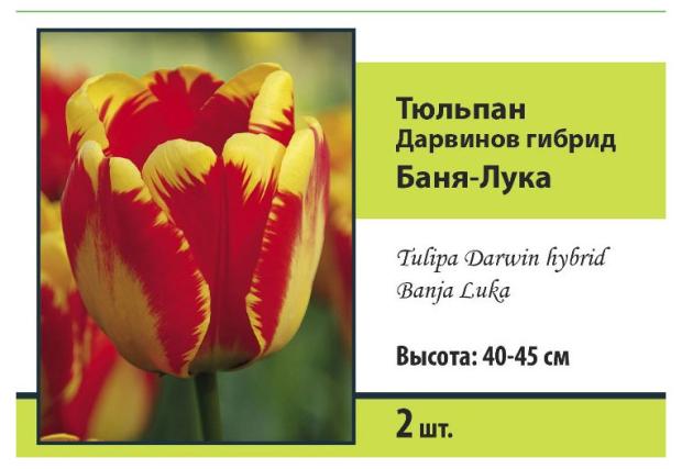 

Тюльпан Поиск, 2 шт