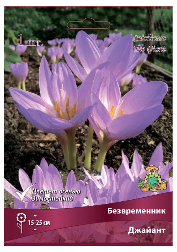 

Безвременник Поиск Джайант, 1 шт