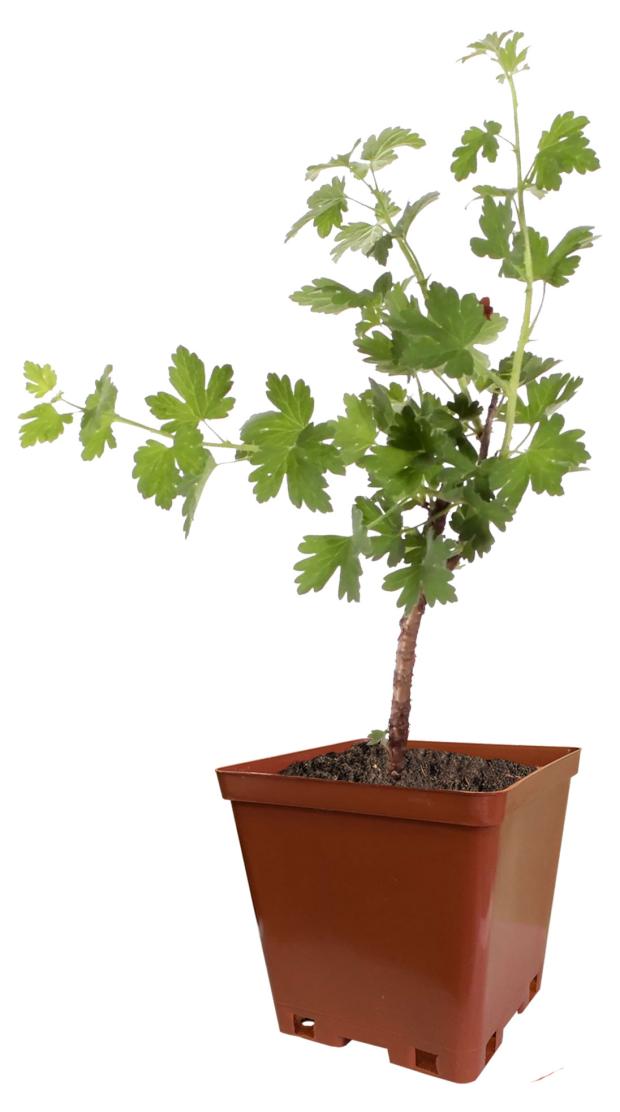 

Крыжовник Кутепово C2, h 40 см