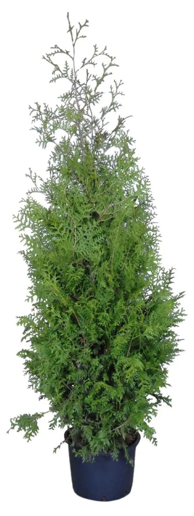 

Саженцы Туя западная PlantMarket Брабант C10, 1 шт