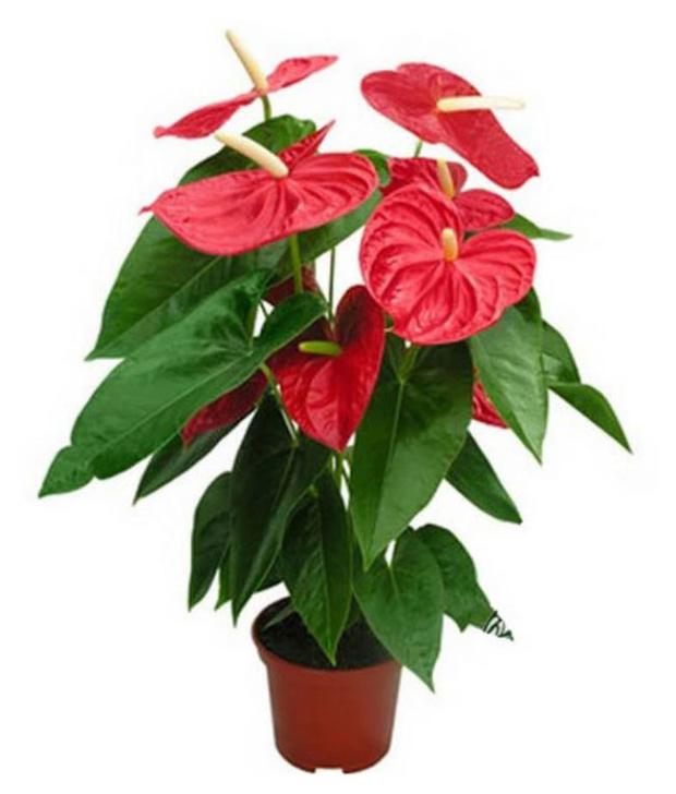 

Антуриум Андреанум в горшке, d 17 h 70 см