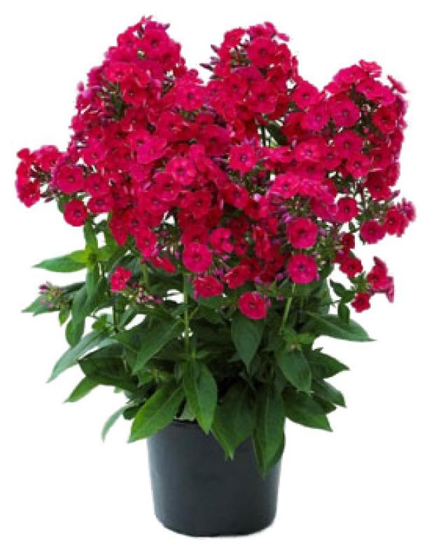 

Саженец Флокс метельчатый ЕТК Юник Олд Чериз, Р9