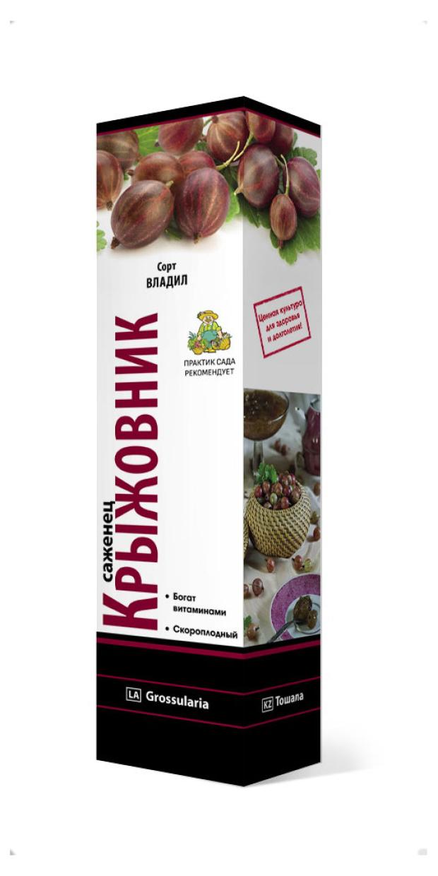 

Саженцы Поиск Крыжовник, 1 шт