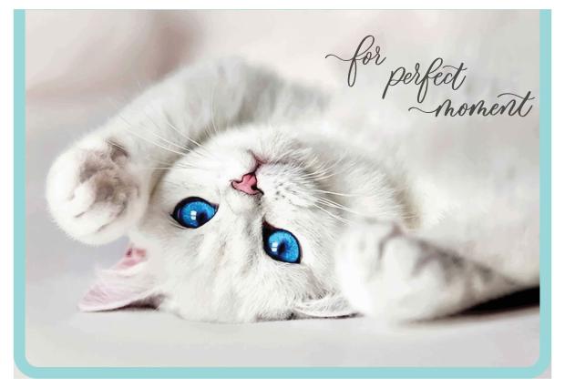 Папка для тетрадей Пчелка А4 на молнии пластиковая с дизайном 325х230х55 мм 129₽