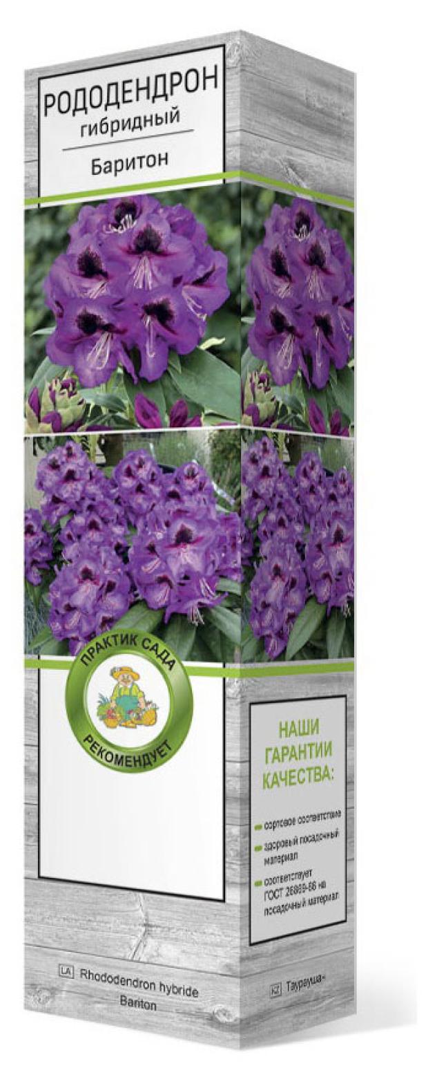 

Саженцы Поиск Рододендрон гибридный, 1 шт