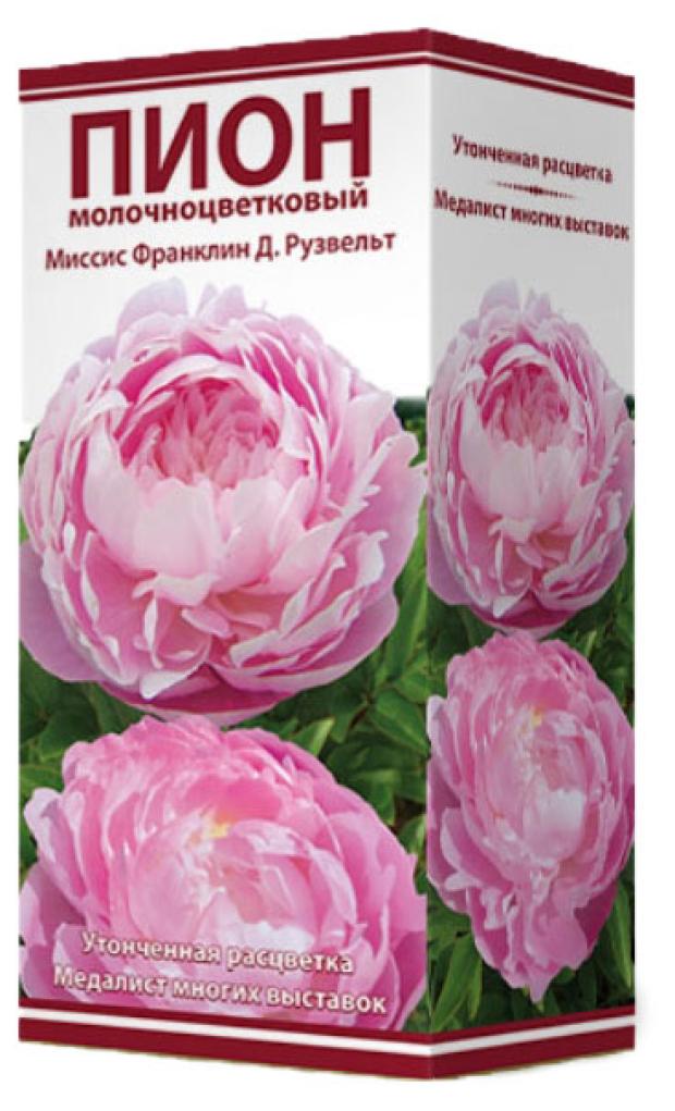 

Луковицы Поиск Птон травянистый Миссис Франклин Д. Рузвельт, 1 шт