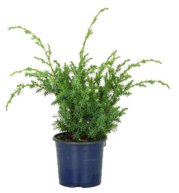 

Саженцы Можжевельник китайский PlantMarket Блю Алпс, C1/P-13 h 30-35 см