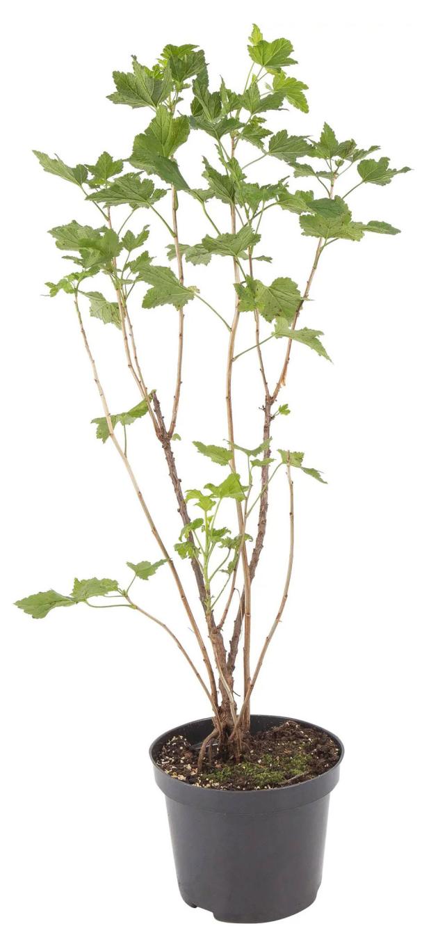 

Смородина черная PlantMarket Лентяй, С3-С4