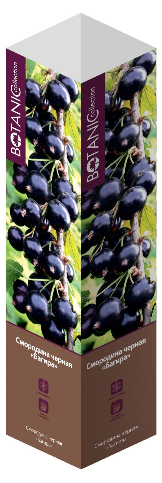 

Саженцы Флора групп Смородина микс C1, 1 шт