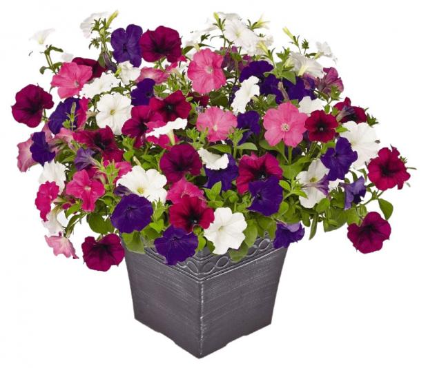 

Рассада Петуния гибридная ампельная ассорти, D12