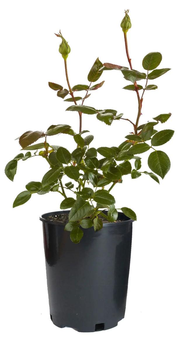 Саженцы Роза чайно-гибридная PlantMarket Дабл Дилайт бело-кремовая С4 679₽