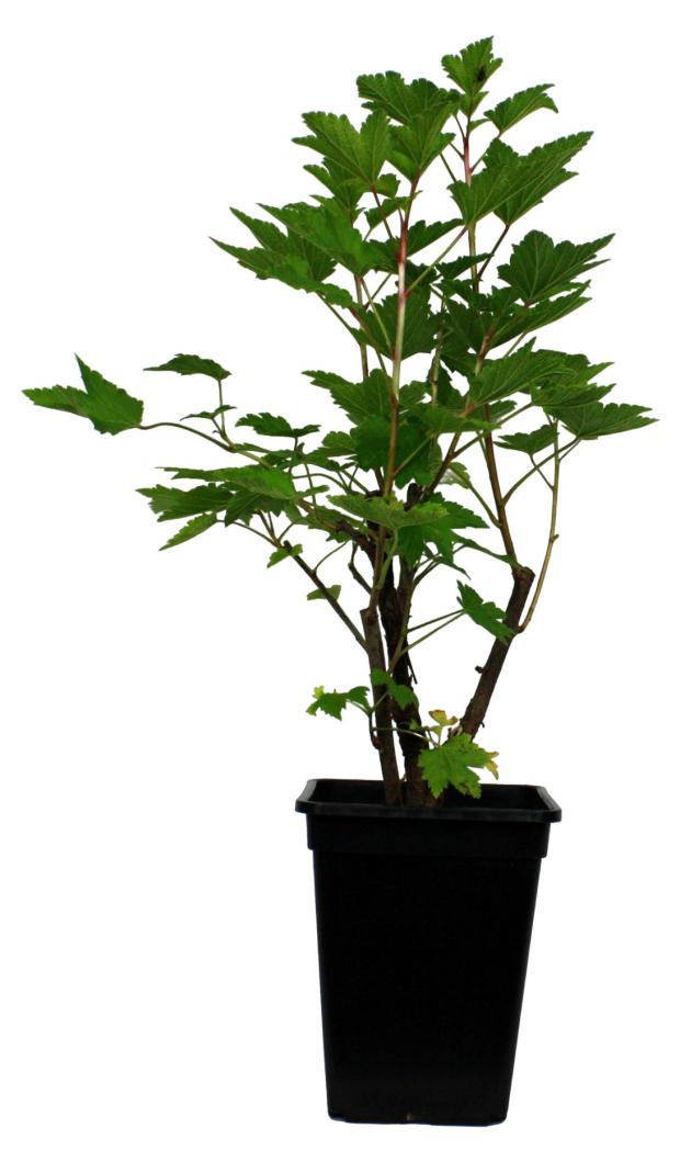 

Саженцы Смородина микс