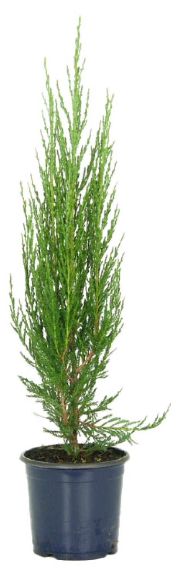 

Саженцы Можжевельник скальный PlantMarket Блю Эрроу, C1 h 45-50 см