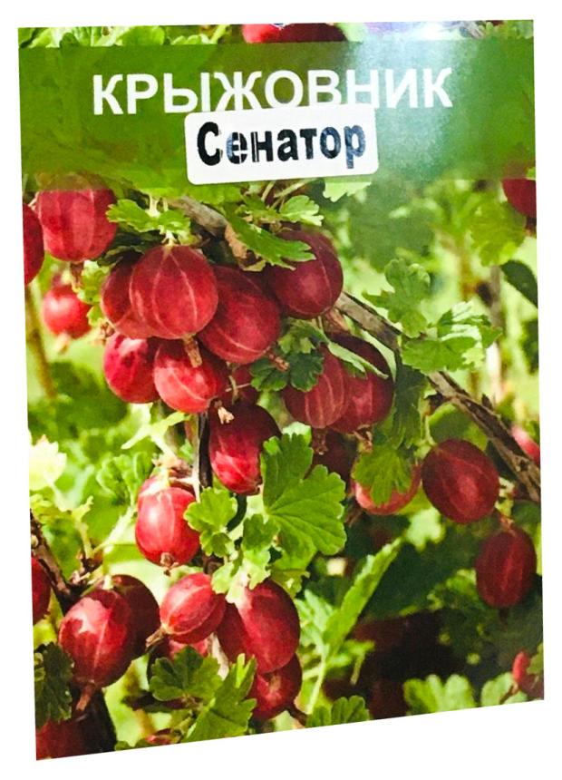 

Саженцы Nali Крыжовник красный сенатор