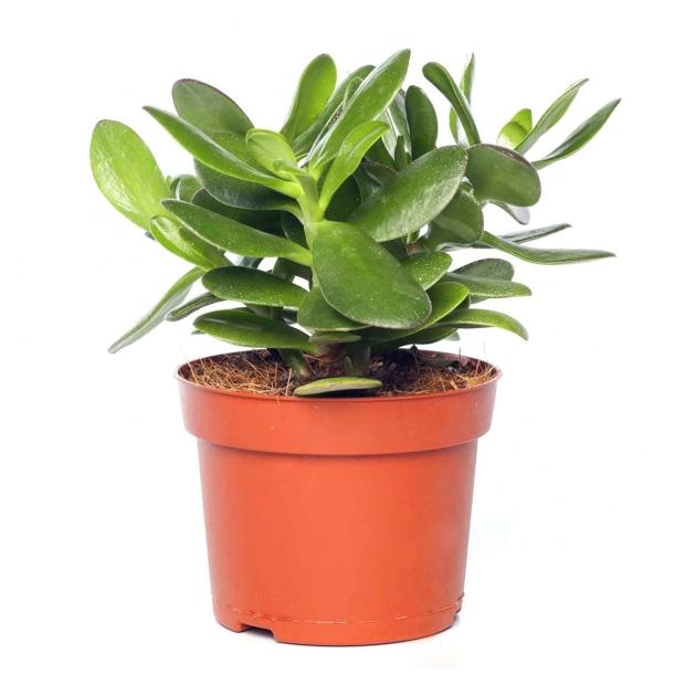 

Крассула Цветы Московского Тенелли, d 8,5 h 12 см