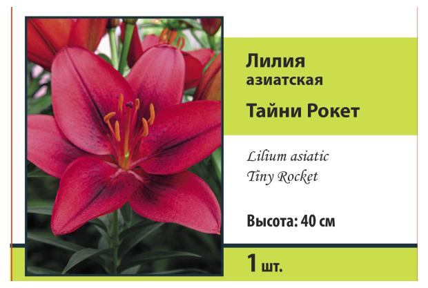 

Луковицы Поиск Лилия азиатская Тайни Рокет, 1 шт